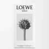 LOEWE Solo Eau de Toilette 50 ml Färglös LOEWE Solo Eau de Toilette 50 ml Färglös