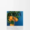 Medium Orange Blossom-ljus Bright Mandarin Medium Orange Blossom-ljus Bright Mandarin