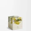 Mimosa doftljus Gult/beige Mimosa doftljus Gult/beige